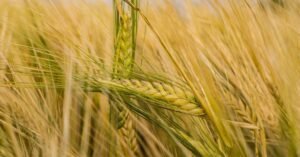 An intricate view of a ripe barley field with golden ears swaying in the summer breeze.
