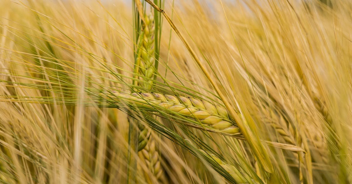 An intricate view of a ripe barley field with golden ears swaying in the summer breeze.