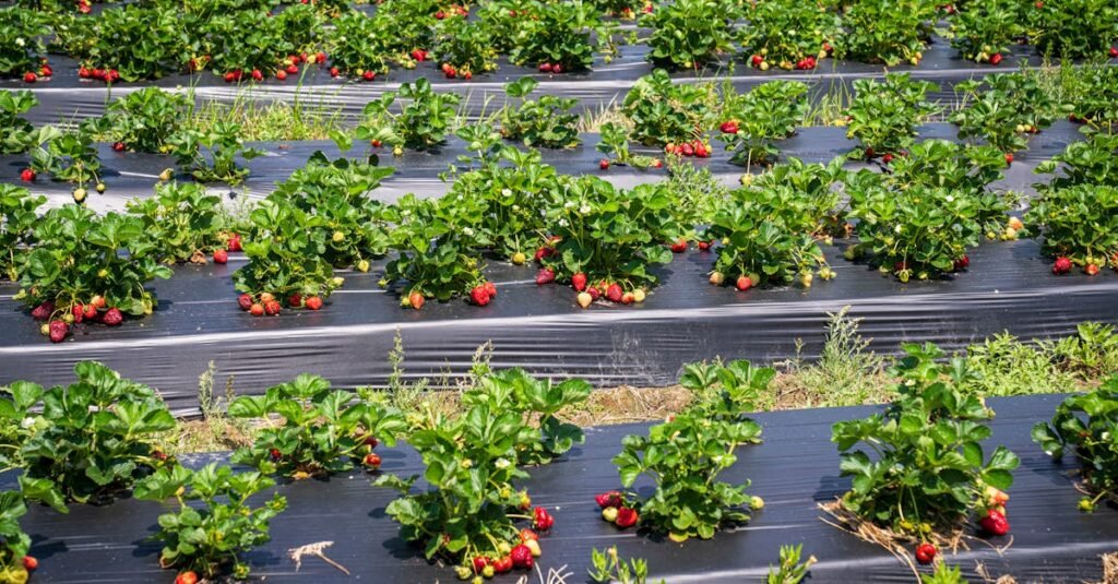Vibrant strawberry plants growing outdoors in a sunny summer field