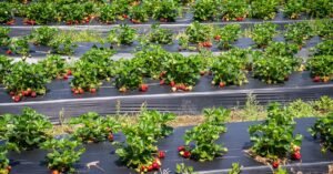 Vibrant strawberry plants growing outdoors in a sunny summer field