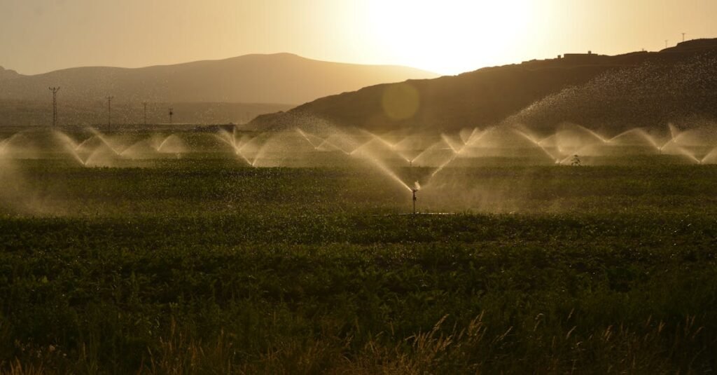 Sprinkler irrigation on a farm at sunset with hills in the background.