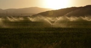 Sprinkler irrigation on a farm at sunset with hills in the background.