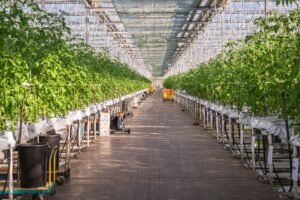 A sunlit greenhouse with vibrant rows of tomato plants growing under controlled conditions.