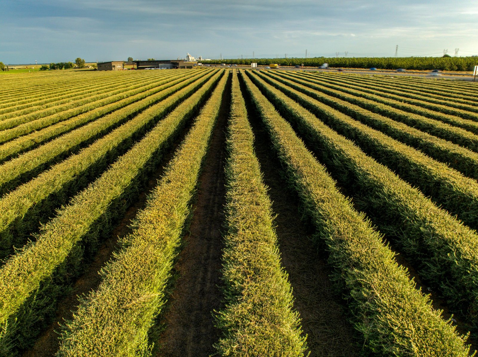Aerial view of a lush vineyard in Lodi, California, showcasing neat rows under a dramatic sunset sky.