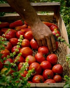 A farmer's hand reaching for ripe tomatoes in a wooden crate, showcasing organic agriculture in France.