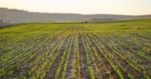 Expansive green crop field under the warm sunrise, showcasing agriculture and rural landscape.