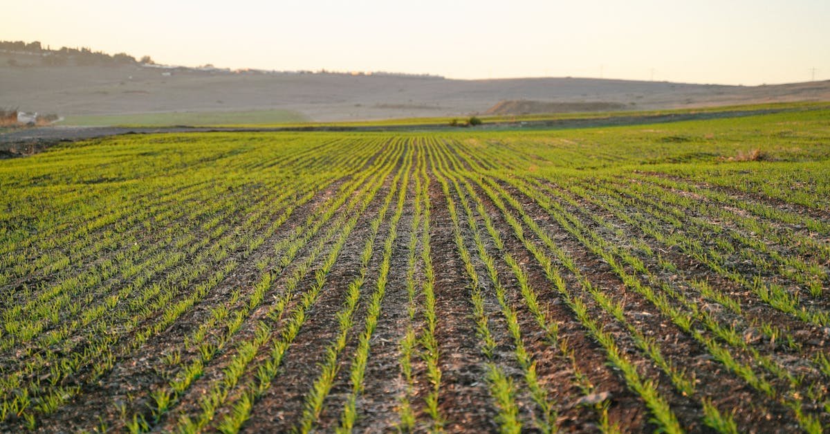 Expansive green crop field under the warm sunrise, showcasing agriculture and rural landscape.