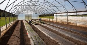 Two workers planting seedlings in a high tunnel greenhouse on a sunny day.