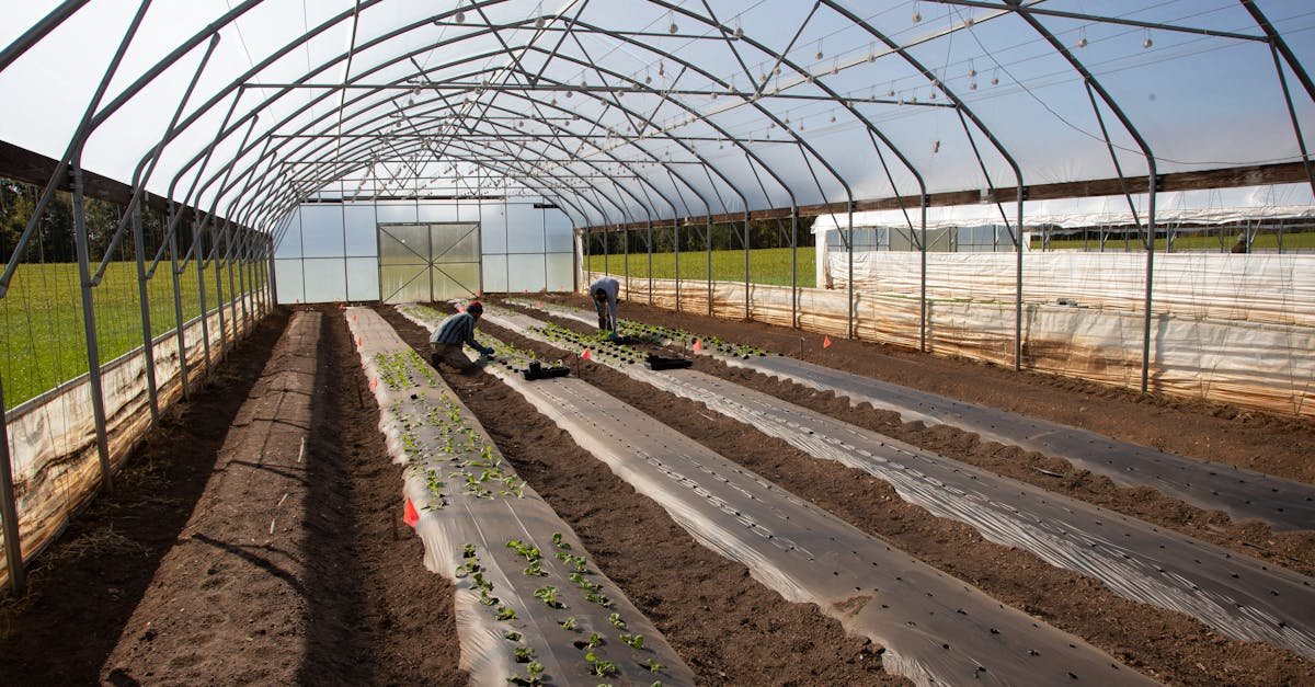 Two workers planting seedlings in a high tunnel greenhouse on a sunny day.