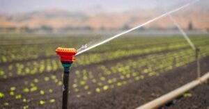 A sprinkler irrigating a green crop field in a rural landscape under a clear blue sky.