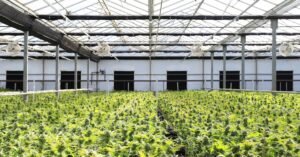 A vibrant indoor greenhouse with abundant cannabis plants thriving under natural light.