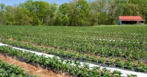 Vibrant strawberry field with a red barn in North Carolina, showcasing rural agricultural beauty.